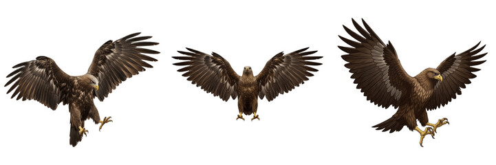 Obraz premium Eagle wings powerful spread isolated on white background, majestic bird of prey wings showing strength and freedom, detailed eagle wing feathers for wildlife, patriotism, power and leadership design c