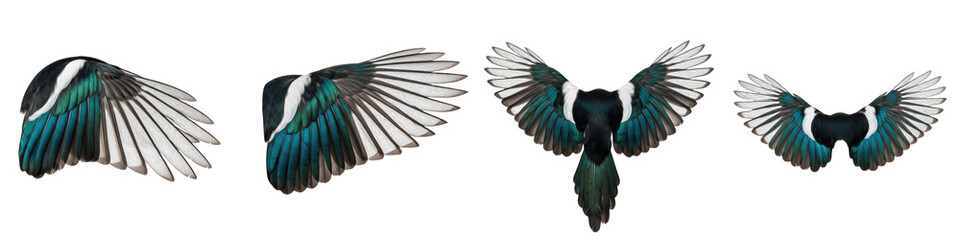 Obraz premium Eurasian Magpie Bird Flight Sequence, Iridescent Blue and Green Feathers Wings Spread in Motion, Isolated on White Background PNG, Pica Pica Avian Wing Action Study Set