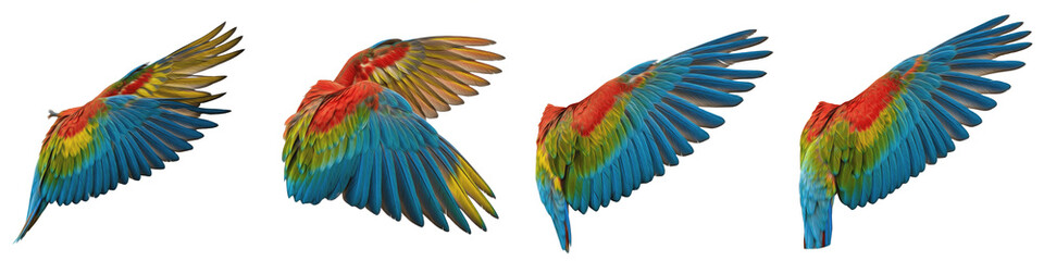 Obraz premium Blue-and-Yellow Macaw Bird Flight Sequence, Large Vibrant Blue and Yellow Feathers Wings Spread in Motion, Isolated on White Background PNG, Ara Ararauna Wing Action Study