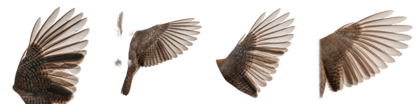 Common Nightingale Bird Flight Sequence, Brown Feathers Wings Spread in Motion, Isolated on White Background PNG, Luscinia Megarhynchos Wing Action Study Set, Songbird Flight Cutout