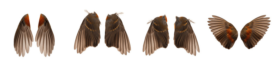 European Robin Bird Wing Flight Sequence, Orange and Brown Feathers Spread, Isolated on White Background PNG, Bird Wings Motion Study, Avian Flying Element Cutout for Design