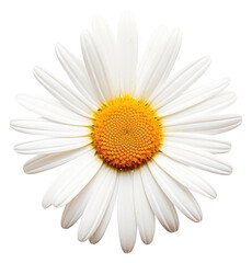 Naklejka premium PNG Daisy flower petal plant white.