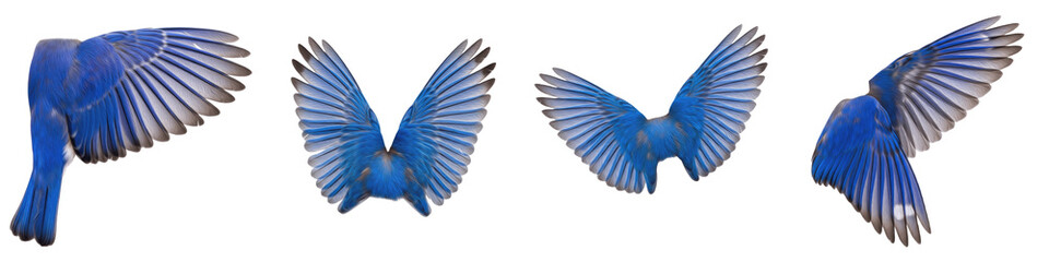 Western Bluebird Flying Sequence, Vibrant Blue Feathers Wings Spread in Motion, Isolated on White Background PNG, Bird Wings Study Set, Avian Flight Action Cutout