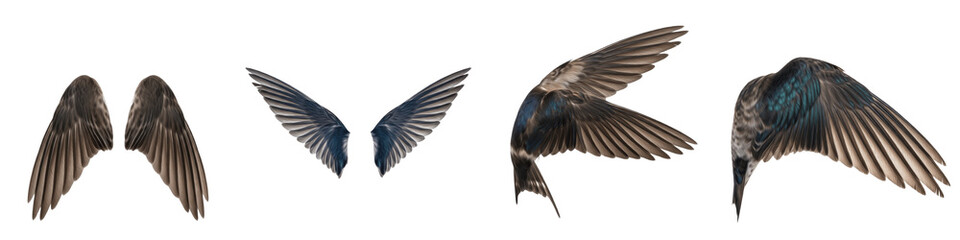 Barn Swallow Bird Wings Flight Sequence, Blue and White Feathers Spread in Motion, Isolated on White Background PNG, Hirundo Rustica Flying Set, Avian Wing Action Study Cutout