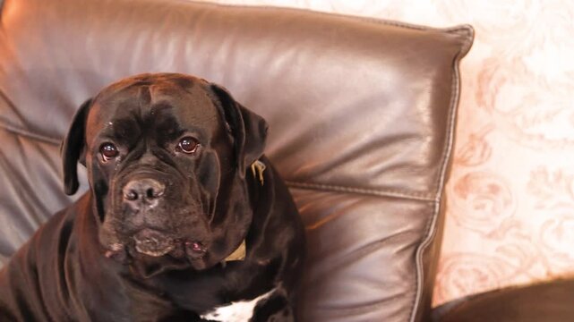 A cute adult female Cane Corso on a leather sofa