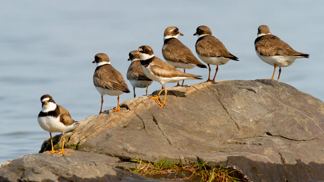 A group of semipalmated plovers observed at the beginning of the migration