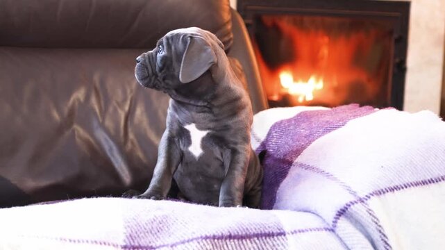 Cute little gray Cane Corso puppy on a checkered woolen blanket against the backdrop of a burning fireplace