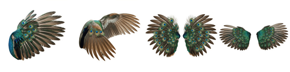 Realistic Indian Peacock and Exotic Bird Wing Collection Featuring Ornate Blue and Green Ocellated Plumage Isolated on White Background PNG Mockup