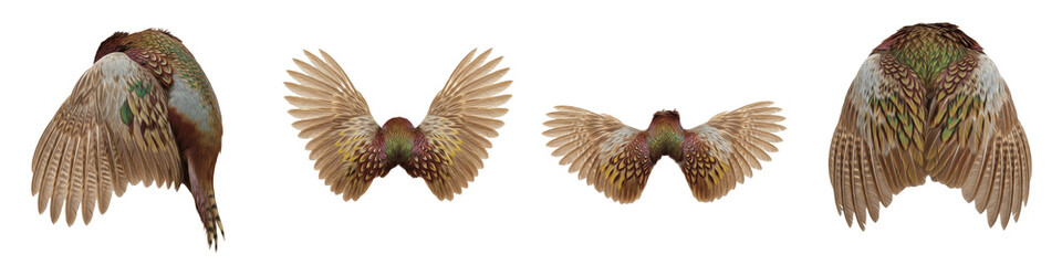Realistic Common Pheasant and Game Bird Wing Collection Featuring Iridescent Green, Gold, and Brown Ornate Plumage Isolated on White Background PNG Mockup