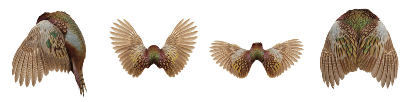 Pheasant Wing Pattern