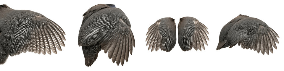 Realistic Helmeted Guinea Fowl and Exotic Poultry Wing Collection Featuring Detailed Grey Speckled Plumage Isolated on White Background PNG Mockup