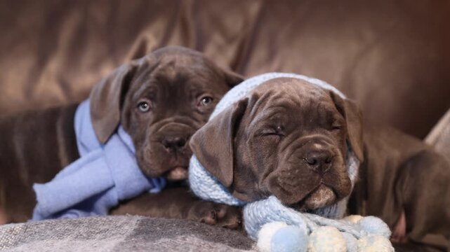Two cute little Cane Corso puppies in knitted blue scarves on a checkered wool blanket