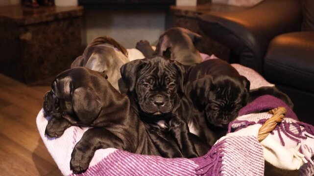 Cute newborn Cane Corso puppies sitting in a wicker basket in the house
