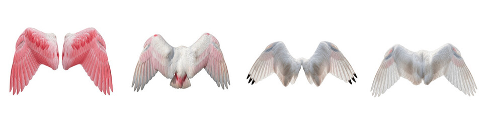 Realistic Flamingo and Roseate Spoonbill Wing Collection Featuring Vibrant Pink and White Plumage Patterns Isolated on White Background PNG Mockup