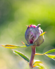 Peony flower bud in soft sunlight with green blurred background