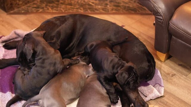 A Cane Corso mother feeds her puppies with breast milk