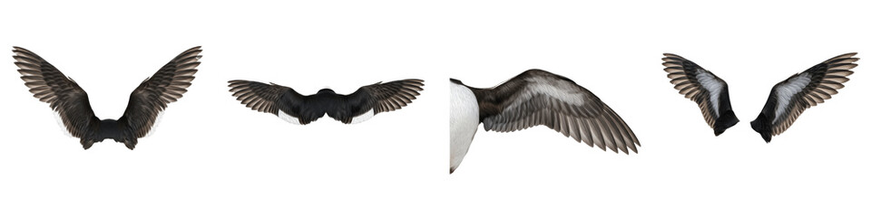 Realistic Northern Pintail and Waterfowl Wing Collection Featuring Detailed Brown Plumage Patterns and Dynamic Flight Postures Isolated on White Background PNG Mockup