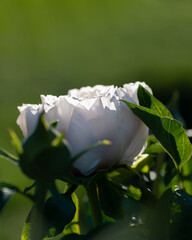 White peony flower opening in sunlight with green natural background