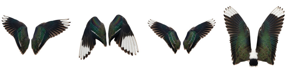 Realistic Duck and Mallard Wing Collection Featuring Iridescent Green and White Plumage Patterns Isolated on White Background PNG Mockup