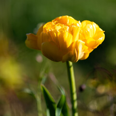 Yellow tulip flower in sunlight with soft green background