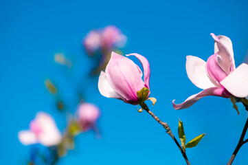 Pink magnolia blossoms against clear blue spring sky