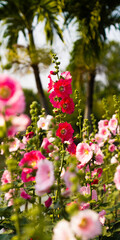 Obraz premium pink and white flowers