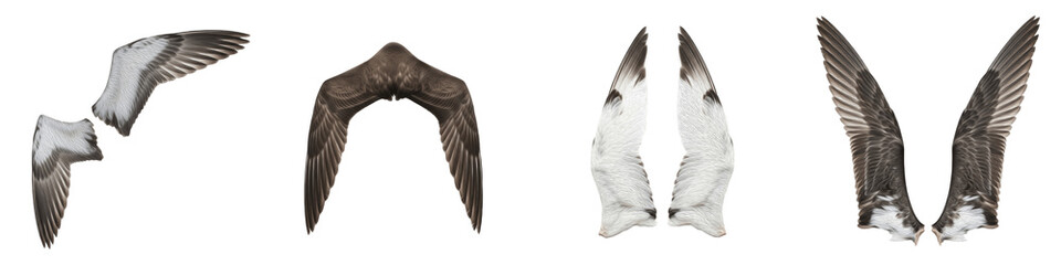 Realistic Assorted Waterbird and Raptor Wing Collection Featuring Detailed Plumage Patterns and Dynamic Postures Isolated on White Background PNG Mockup