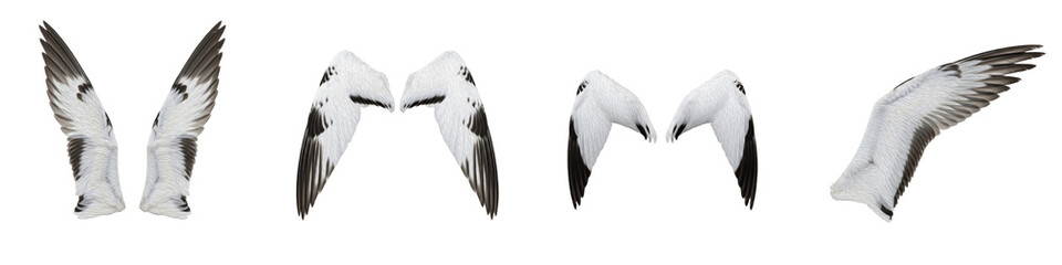 Realistic Seagull and Waterbird Wing Collection Featuring Distinctive White and Grey Plumage Isolated on White Background PNG Mockup