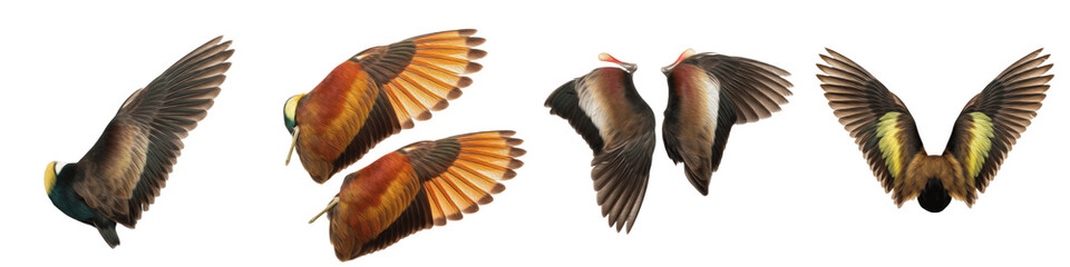 Realistic Tropical Bird Wing Collection Featuring Vibrant Multi-Colored Plumage and Dynamic Flight Postures Isolated on White Background PNG Mockup