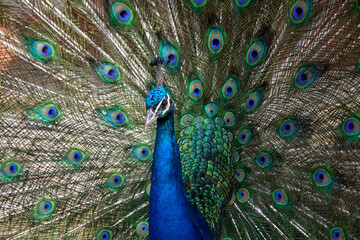 Fototapeta premium Close-up of a male peacock displaying its iridescent plumage, featuring a vibrant blue neck and a magnificent fan of green and gold feathers adorned with striking 