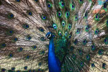 Fototapeta premium Close-up of a male peacock displaying its iridescent plumage, featuring a vibrant blue neck and a magnificent fan of green and gold feathers adorned with striking 