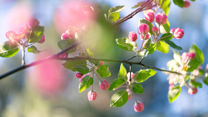 Pink apple tree buds and leaves on branch in spring sunlight