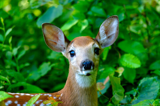 Close up portrait of a white tailed deer fawn, Odocoileus virginianus,  in a forest