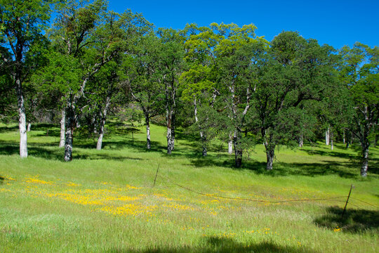 Oak Trees in a Green Meadow Under a Clear Blue Sky