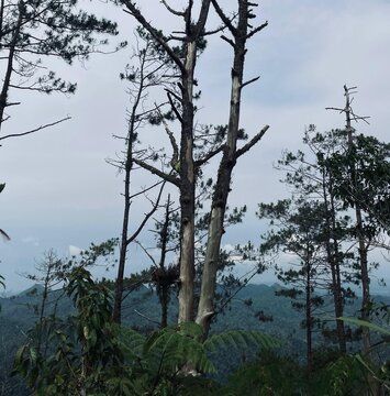 trees on the shore of lake