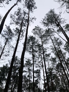 Tall Pine Trees from Below