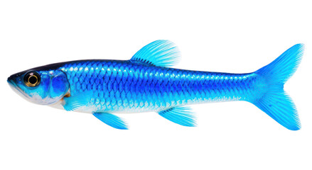 Obraz premium PNG Seafood animal fish wildlife.