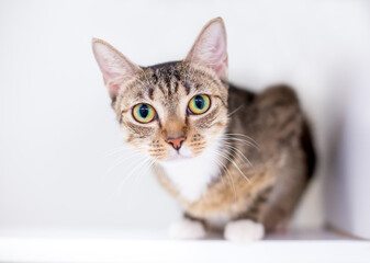 A tabby shorthair cat crouching and looking at the camera