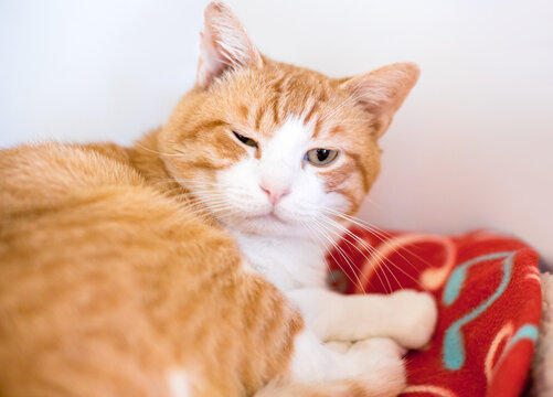 A shorthair tabby cat lying on a blanket and squinting one eye closed