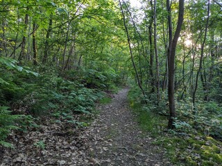 Obraz premium path in the forest