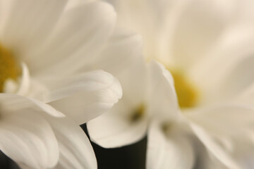 Obraz premium Smoke close-up selective soft focus cream white, beige Chamomile Flower petals. Natural art neutral background.