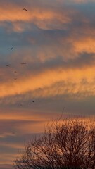 Obraz premium Flock in Flight Under a Dramatic Evening Sky