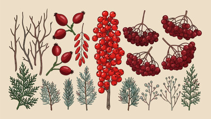 Collection of illustrations showcasing various plant species including berries and leaves from different viewpoints