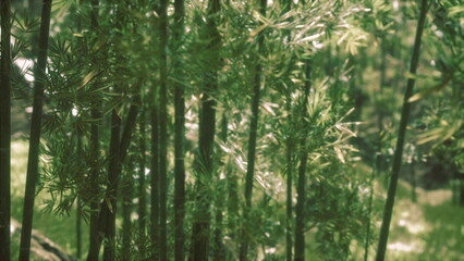 Obraz premium Lush green bamboo sways gently in the soft breeze, bathing the forest in calming shades of green. Sunlight filters through the leaves, creating a peaceful ambiance.