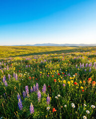 Fototapeta premium Beautiful countryside landscape with wildflowers