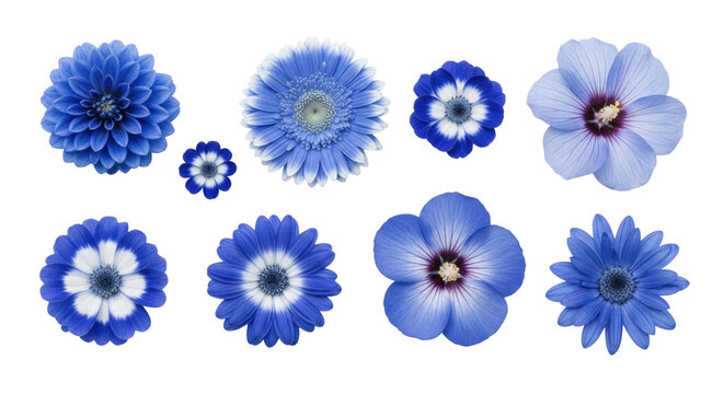 eight vibrant blue flowers with distinct white centers arranged in a macro flat lay composition on a transparent background, highlighting botanical diversity concept