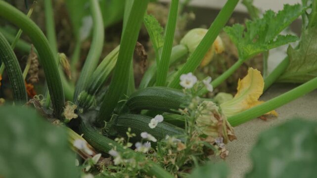 Slow motion close up of zucchini growing in garden