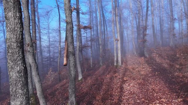 Forest in autumn and winter time. Colourful backgrounds in the oak forest. 