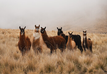 llamas en Tucuman © Andrea vikinga