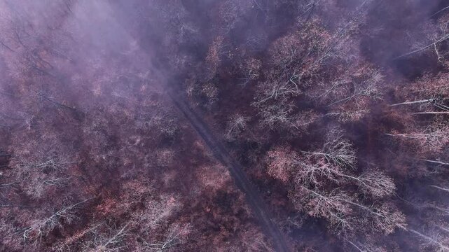 Forest road aerial shot. Winter woodlands backdrop. 